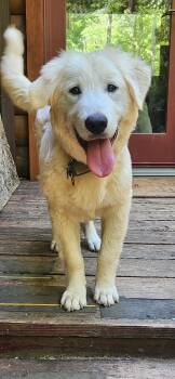 Great Pyrenees and Golden Retriever Dogs Available for Adoption in Pittsboro, North Carolina - Velma | PetCurious