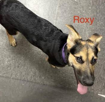 Rescue German Shepherd Dog Dogs for Adoption in Homewood, Illinois - Roxy | PetCurious