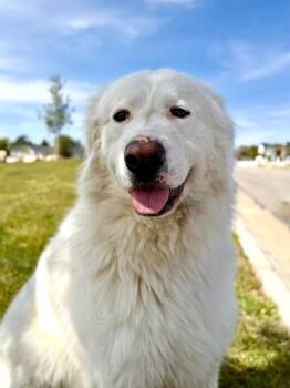 Great Pyrenees Dogs Available for Adoption in Fruit Heights, Utah - Opa | PetCurious