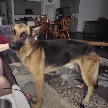 Rescue German Shepherd Dog Dogs for Adoption in Tulsa, Oklahoma - Chief | PetCurious