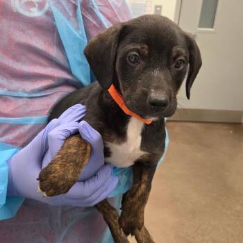 Whittaker -  Hound Dog Available for Adoption in Chattanooga, Tennessee - Whittaker | PetCurious