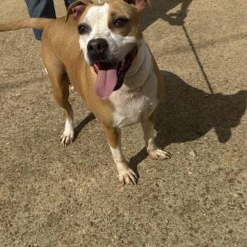 Rescue Boxer Dogs for Adoption in Holly Springs, Mississippi - Shirley | PetCurious