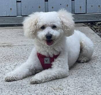 Poodle and Mixed Breed Dogs Available for Adoption in New York, New York - Bixby | PetCurious