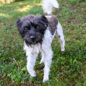 Sassy -  Wirehaired Terrier Dog for Adoption in Blairsville, Georgia - Sassy | PetCurious