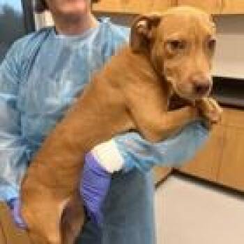 Tyson -  Terrier Dog for Adoption in Tampa, Florida - Tyson | PetCurious