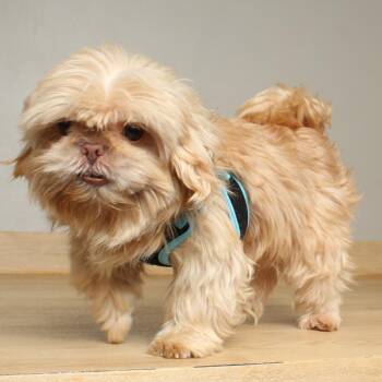 Shih Tzu and Mixed Breed Dogs Available for Adoption in Minnetonka, Minnesota - Josie D68824 | PetCurious