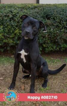 Happy -  Labrador Retriever Dog for Adoption in Mobile, Alabama - Happy | PetCurious