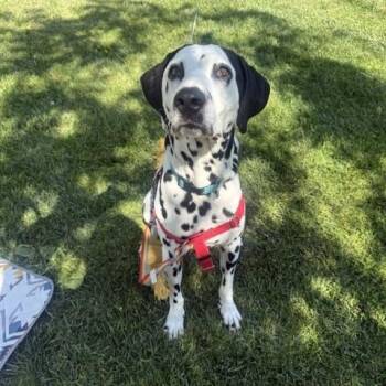 Jorge -  Dalmatian Dog for Adoption in Turlock, California - Jorge | PetCurious