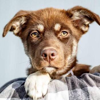 Anatolian Shepherd and Mixed Breed Dogs Available for Adoption - Amelia | PetCurious