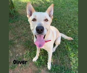 Oliver -  Labrador Retriever Dog for Adoption in Shreveport, Louisiana - Oliver | PetCurious