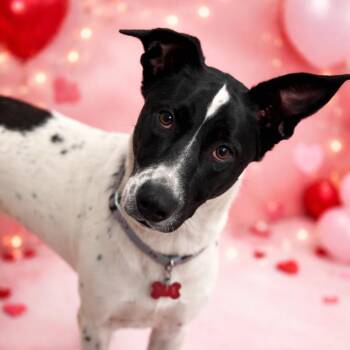 Pointer Dogs Available for Adoption - Scarlett — Loyal, Friendly, Cuddles, Weighs 47 Lbs!  Fostered In | PetCurious