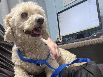 HALI -  Poodle Dog for Adoption in Albuquerque, New Mexico - HALI | PetCurious