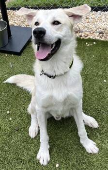 Rescue Labrador Retriever and Mixed Breed Dogs for Adoption in Newton, North Carolina - BIG | PetCurious