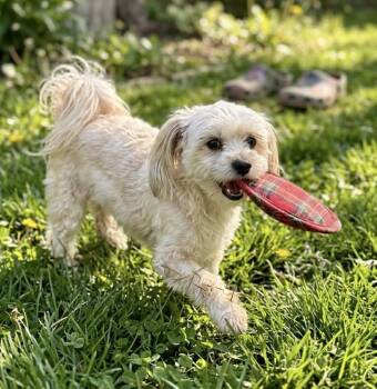 Maltese and Havanese Dogs Available for Adoption - Winnie | PetCurious