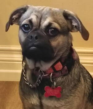 Rescue Pug Dogs for Adoption in San Diego, California - Mocha | PetCurious