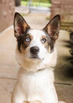 Afina -  Husky Dog for Adoption - Afina | PetCurious