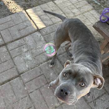 Kava (Jentry) -  American Staffordshire Terrier Dog for Adoption in Pittsburgh, Pennsylvania - Kava (Jentry) | PetCurious