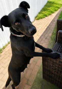 Labrador Retriever Dogs Available for Adoption in Pleasant Hill, California - Mama Misty | PetCurious
