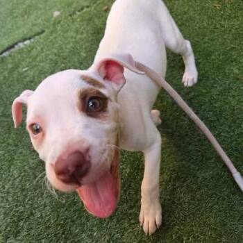 Ace Fuller 26-052 -  Hound and Mixed Breed Dog for Adoption in Little Rock, Arkansas - Ace Fuller 26-052 | PetCurious