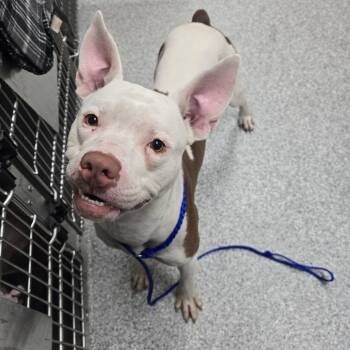 Knoxx -  American Staffordshire Terrier Dog for Adoption in Grand Rapids, Michigan - Knoxx | PetCurious
