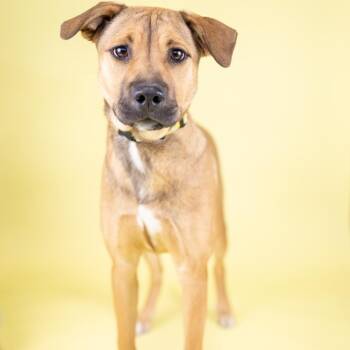 Mixed Breed Dogs Available for Adoption - Macy | PetCurious
