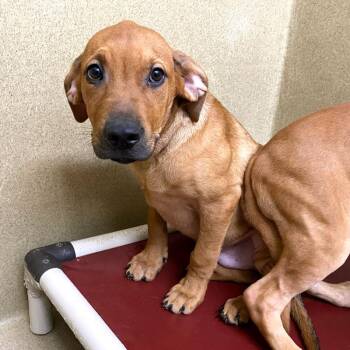 Copper -  Redbone Coonhound and Labrador Retriever Dog for Adoption in Monroe, Georgia - Copper | PetCurious