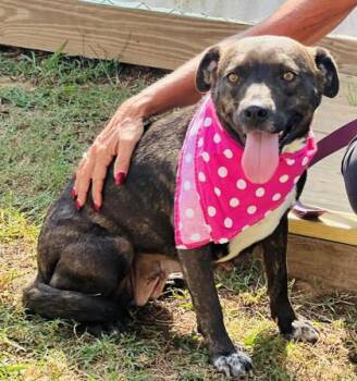 Rescue Plott Hound and Mixed Breed Dogs for Adoption in Seneca, South Carolina - Molly $85 | PetCurious