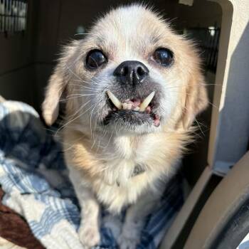 Pekingese Dogs Available for Adoption - Rayne-Foster Home Needed | PetCurious