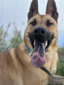 German Shepherd Dog Dogs Available for Adoption - Kody | PetCurious