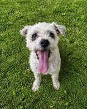 Poodle Dogs Available for Adoption in Cibolo, Texas - Sugar | PetCurious