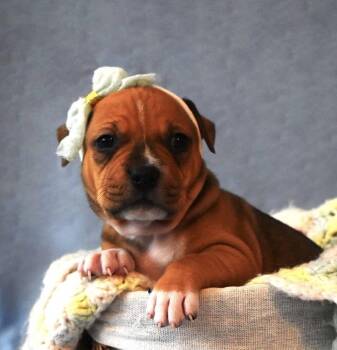 Pit Bull Terrier Dogs Available for Adoption - Violet | PetCurious