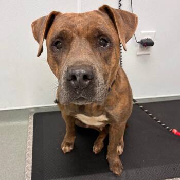 Lucilla -  Cane Corso and Mixed Breed Dog for Adoption in Abilene, Texas - Lucilla | PetCurious