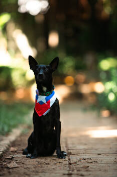 Rescue Chihuahua Dogs for Adoption in Naranjito, Naranjito - Onix | PetCurious