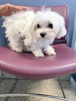 Maltese Dogs Available for Adoption in Doral, Florida - COCO | PetCurious
