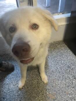 Buddy -  Siberian Husky and German Shepherd Dog Dog for Adoption in Mobile, Alabama - Buddy | PetCurious