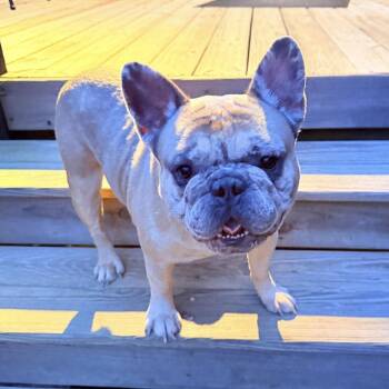 French Bulldog Dogs Available for Adoption - Smokey | PetCurious