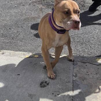Pit Bull Terrier Dogs Available for Adoption in Newark, New Jersey - Kiki | PetCurious