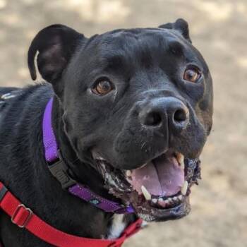 Rescue Mixed Breed Dogs for Adoption in Houston, Texas - Apollo | PetCurious