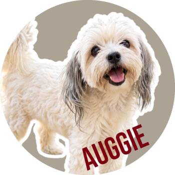 Auggie -  Shorkie Dog for Adoption in Fort Worth, Texas - Auggie | PetCurious