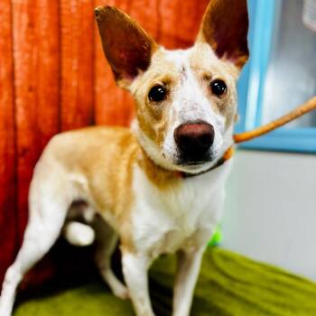 Zip -  Shepherd and Beagle Dog for Adoption in Lebanon, Missouri - Zip | PetCurious