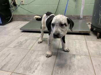 Australian Cattle Dog Blue Heeler and Siberian Husky Dogs Available for Adoption in Grand Prairie, Texas - COPPER | PetCurious