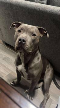Steel -  American Staffordshire Terrier Dog for Adoption in Olympia, Washington - Steel | PetCurious