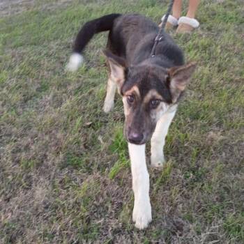 Shepherd Dogs Available for Adoption - Socks P46019 | PetCurious