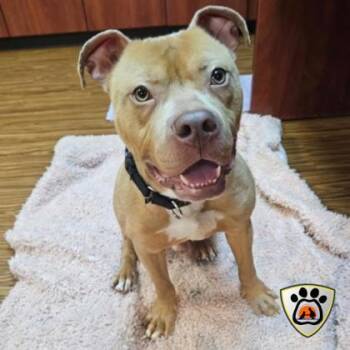 Rescue Mixed Breed Dogs for Adoption in Merriam, Kansas - Renner | PetCurious