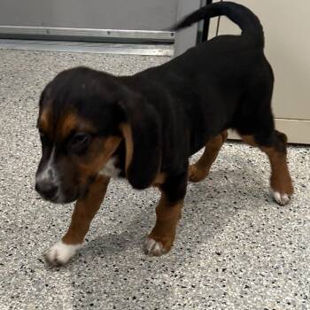 Beagle and Coonhound Dogs Available for Adoption - Binx | PetCurious
