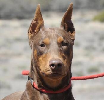 Falcon -  Doberman Pinscher Dog for Adoption in Tehachapi, California - Falcon | PetCurious