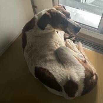 Roofus -  Mixed Breed Dog for Adoption in Greenville, South Carolina - Roofus | PetCurious