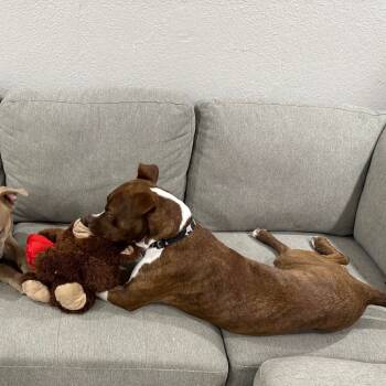 Rescue Pit Bull Terrier Dogs for Adoption in Yuma, Arizona - Noel | PetCurious