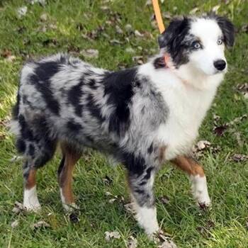 Rescue Australian Shepherd Dogs for Adoption in Maynardville, Tennessee - Chanel | PetCurious