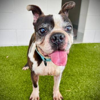 Mixed Breed Dogs Available for Adoption in Englewood, Florida - Paul | PetCurious